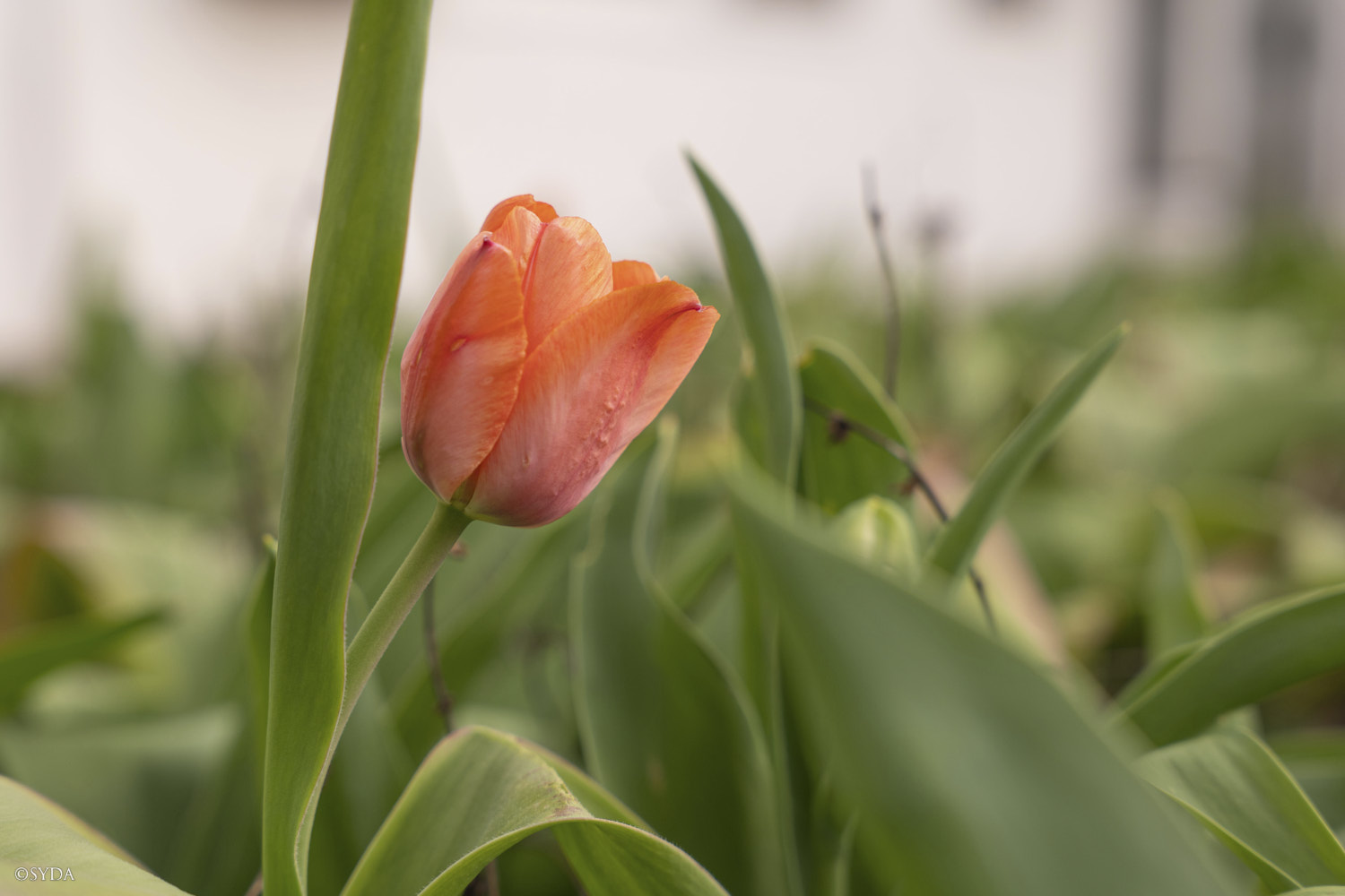 Nature Image