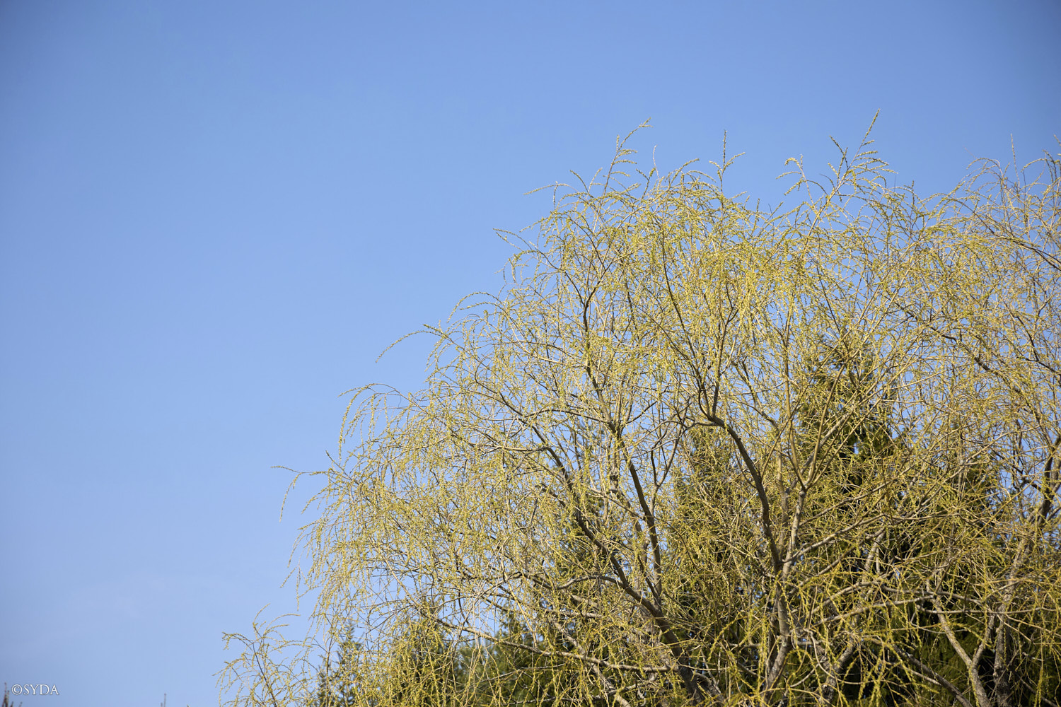 Nature Image