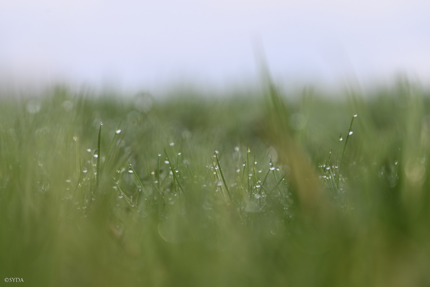 Nature Image