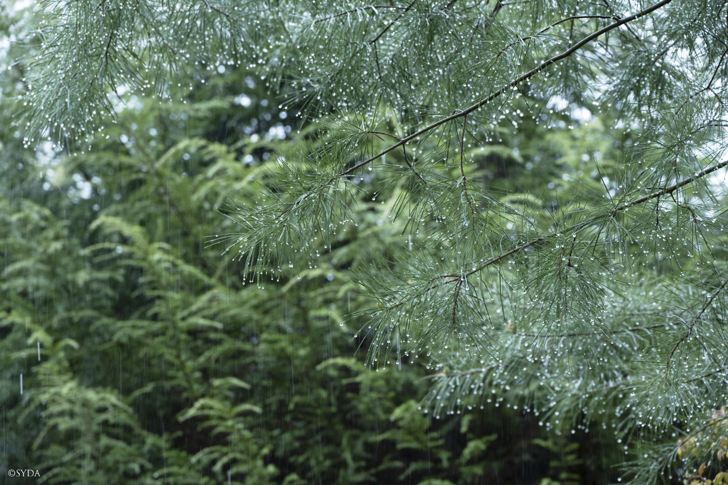 Nature Image