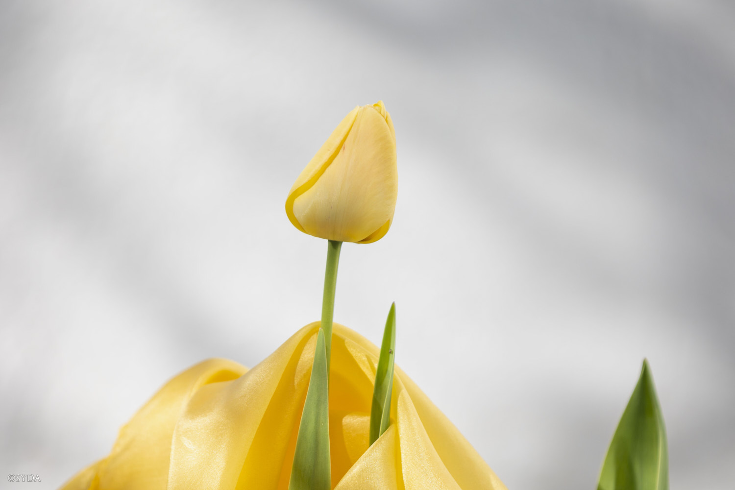 Nature Image