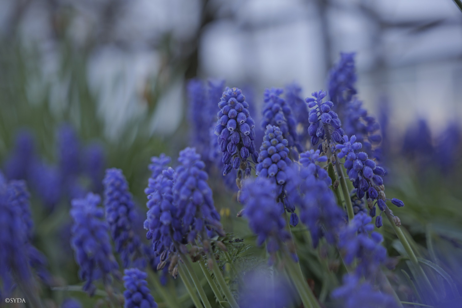 Nature Image