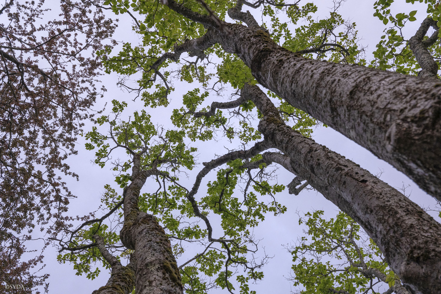Nature Image