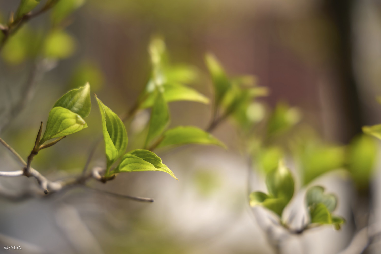 Nature Image