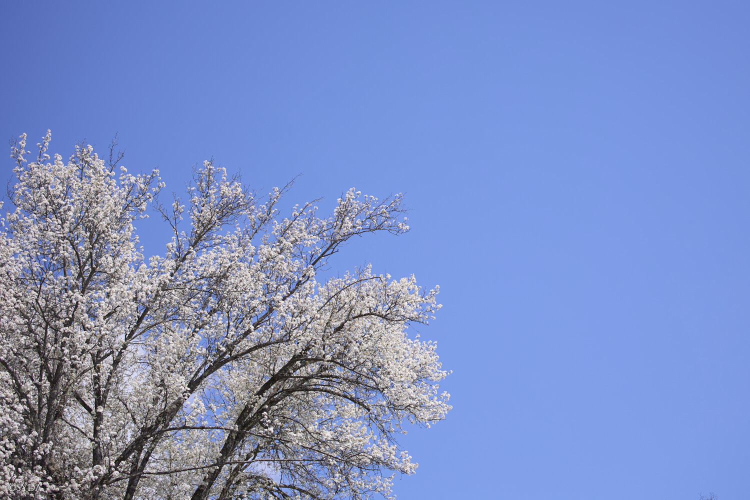 Nature Image