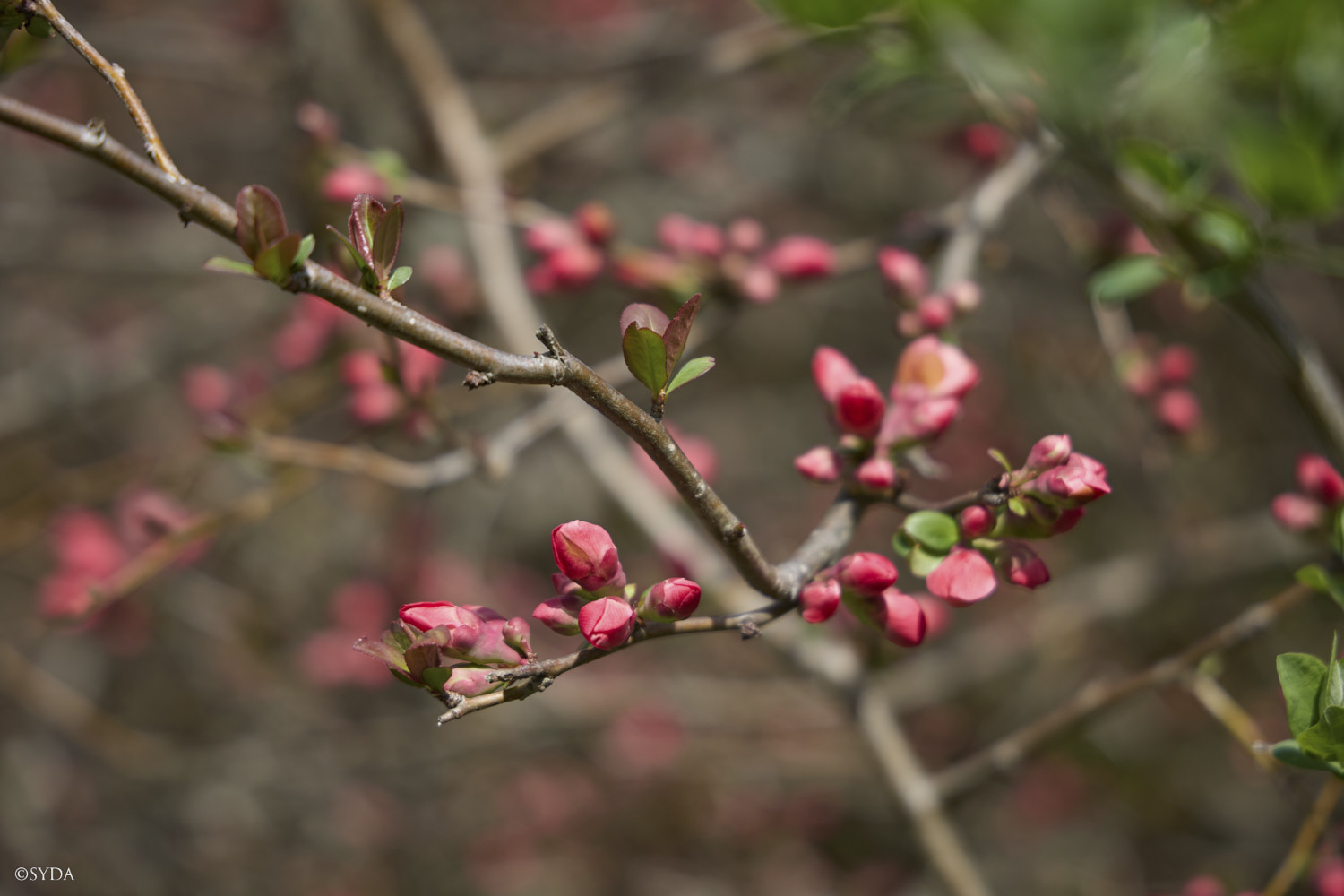 Nature Image