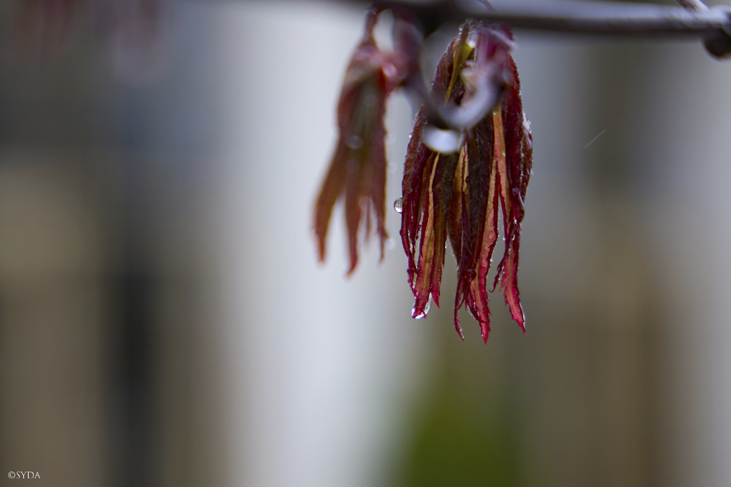 Nature Image