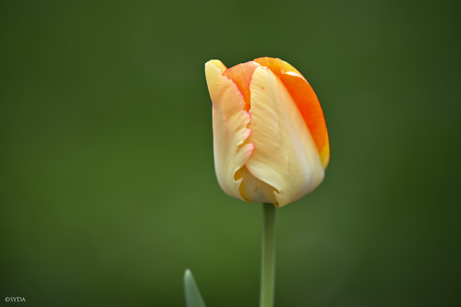 Nature Image