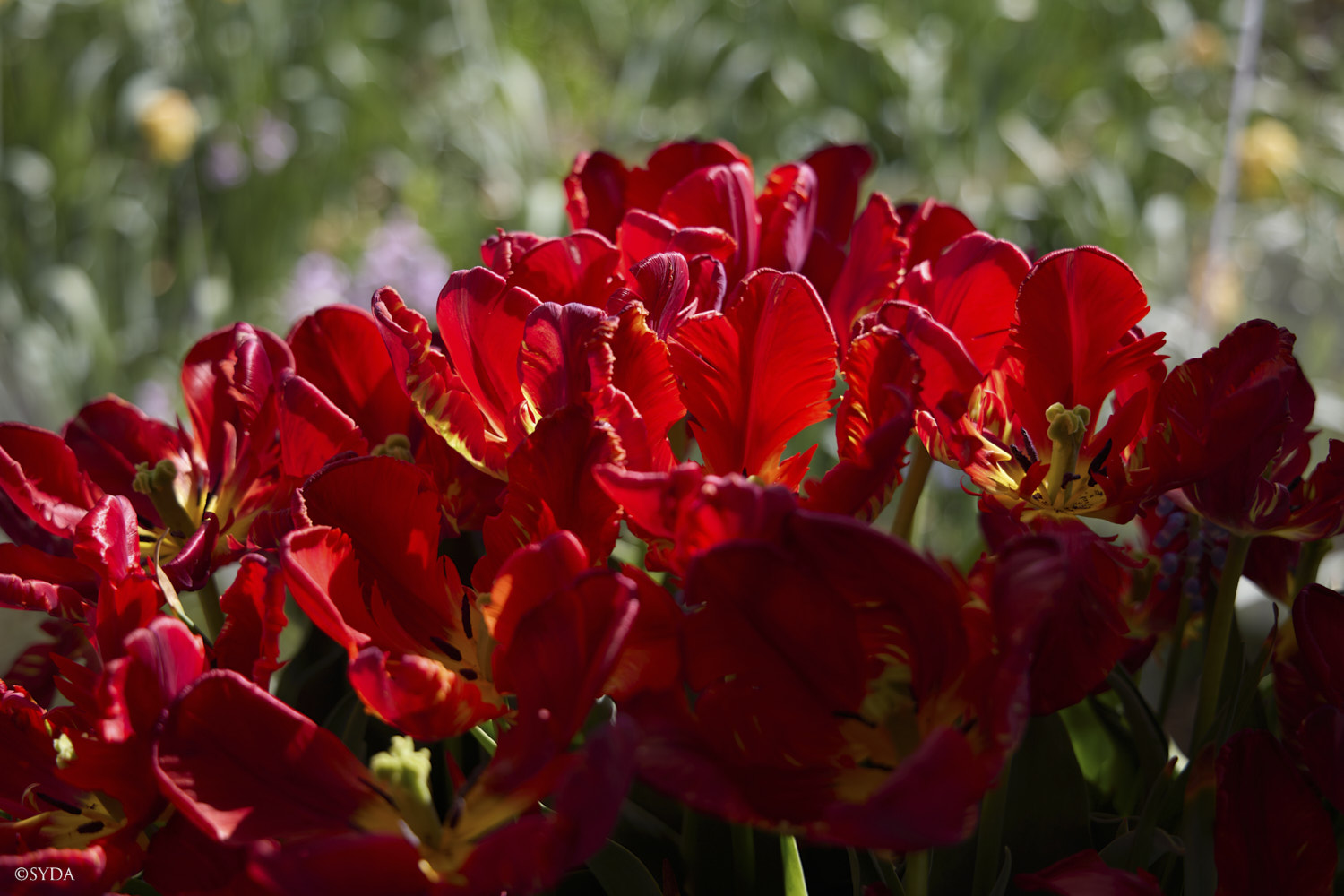 Nature Image