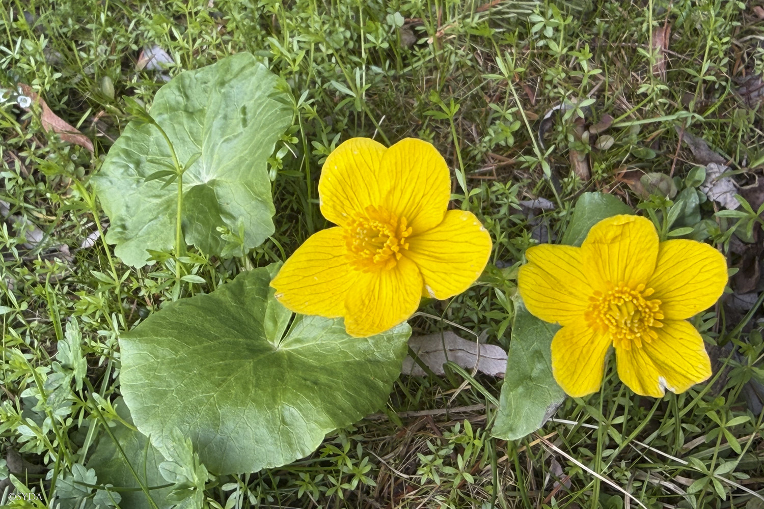 Nature Image
