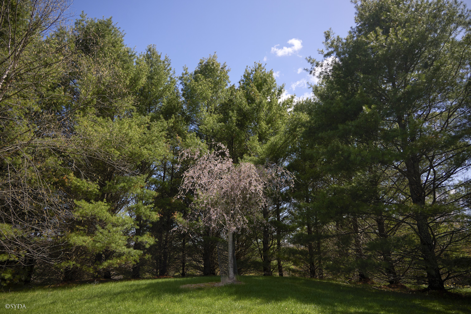 Nature Image