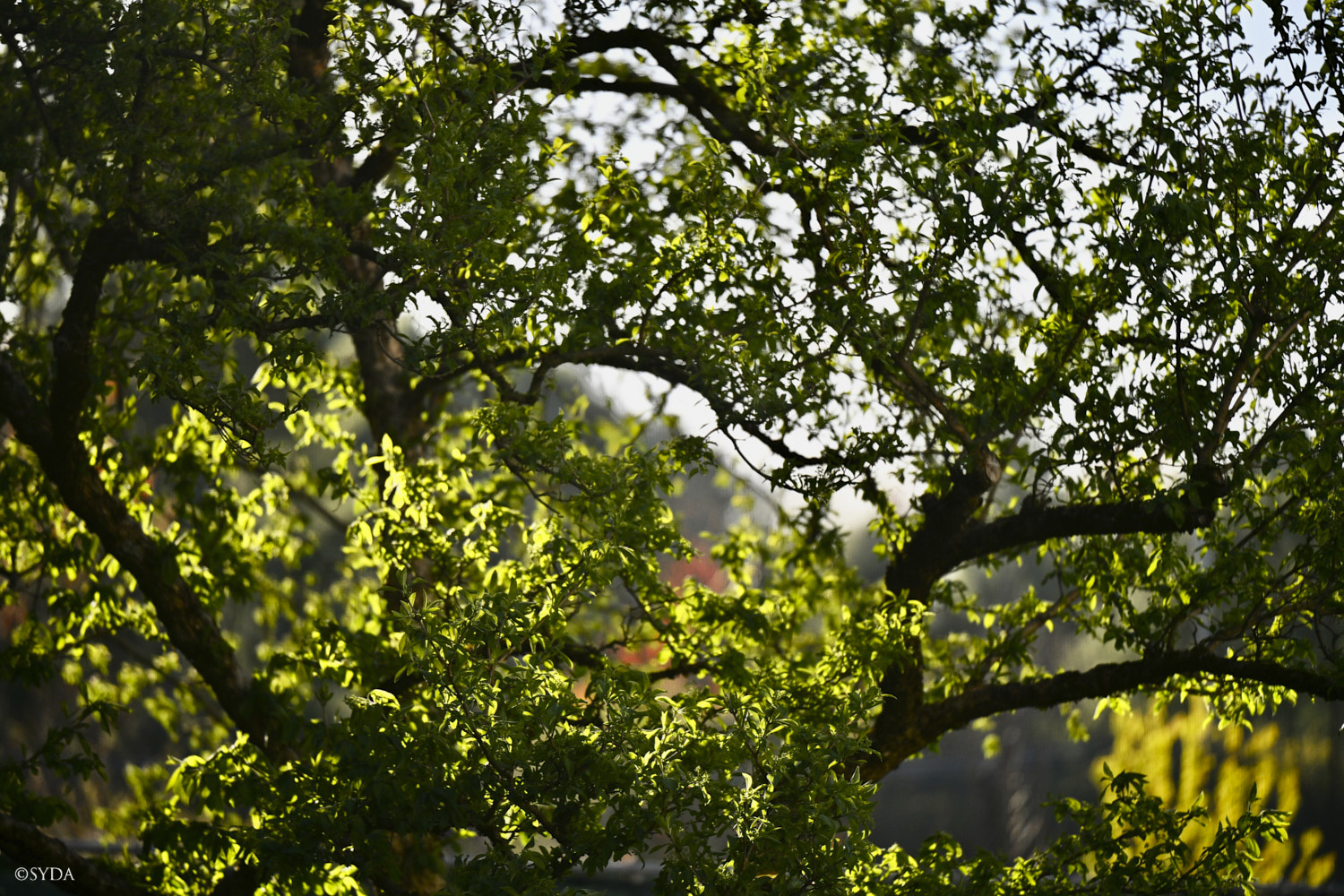 Nature Image