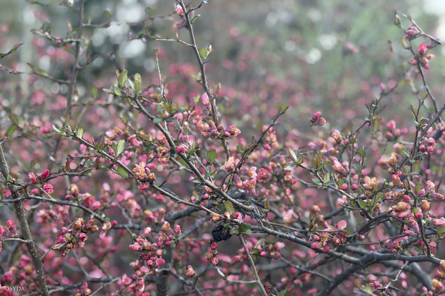 Nature Image