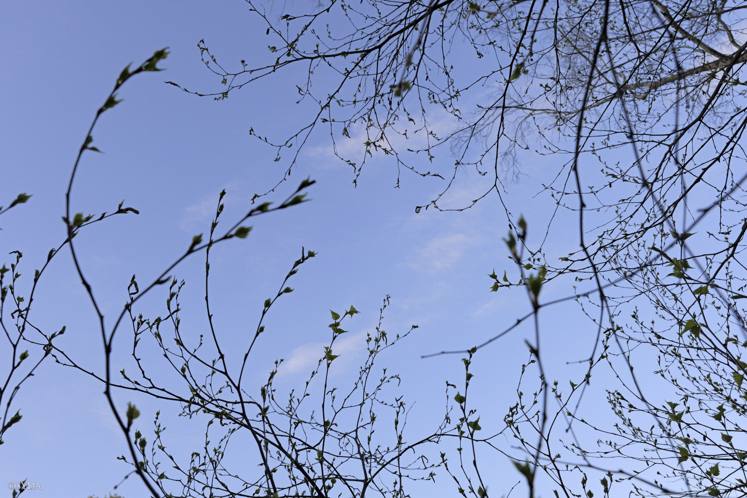 Nature Image