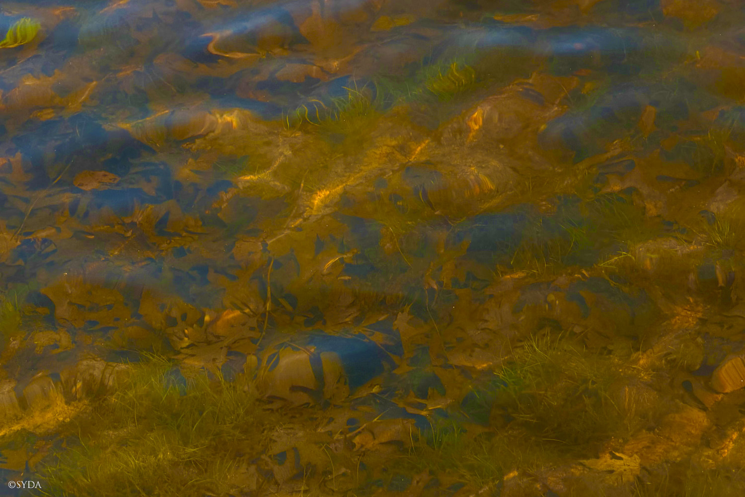 Nature Image