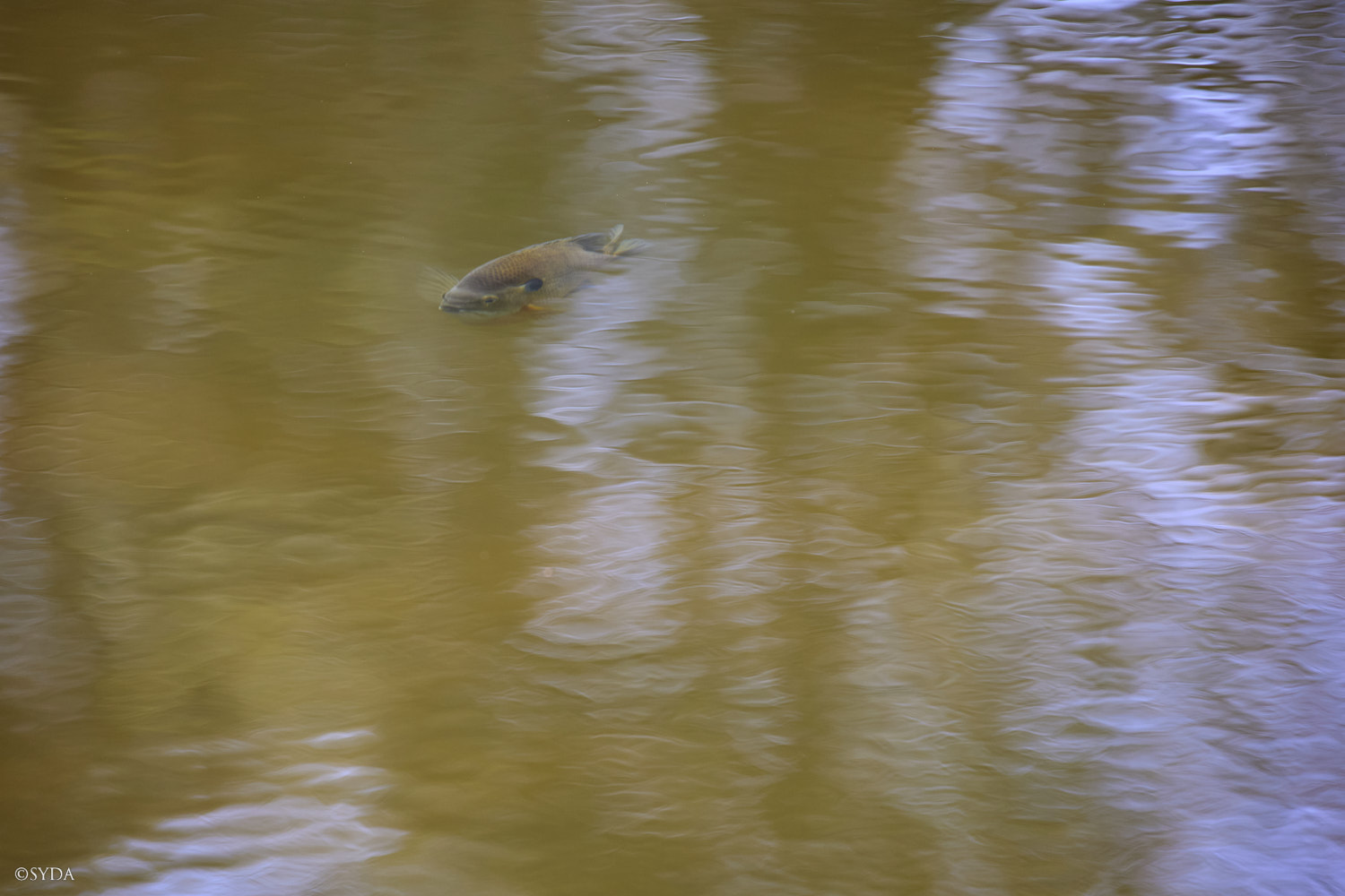 Nature Image