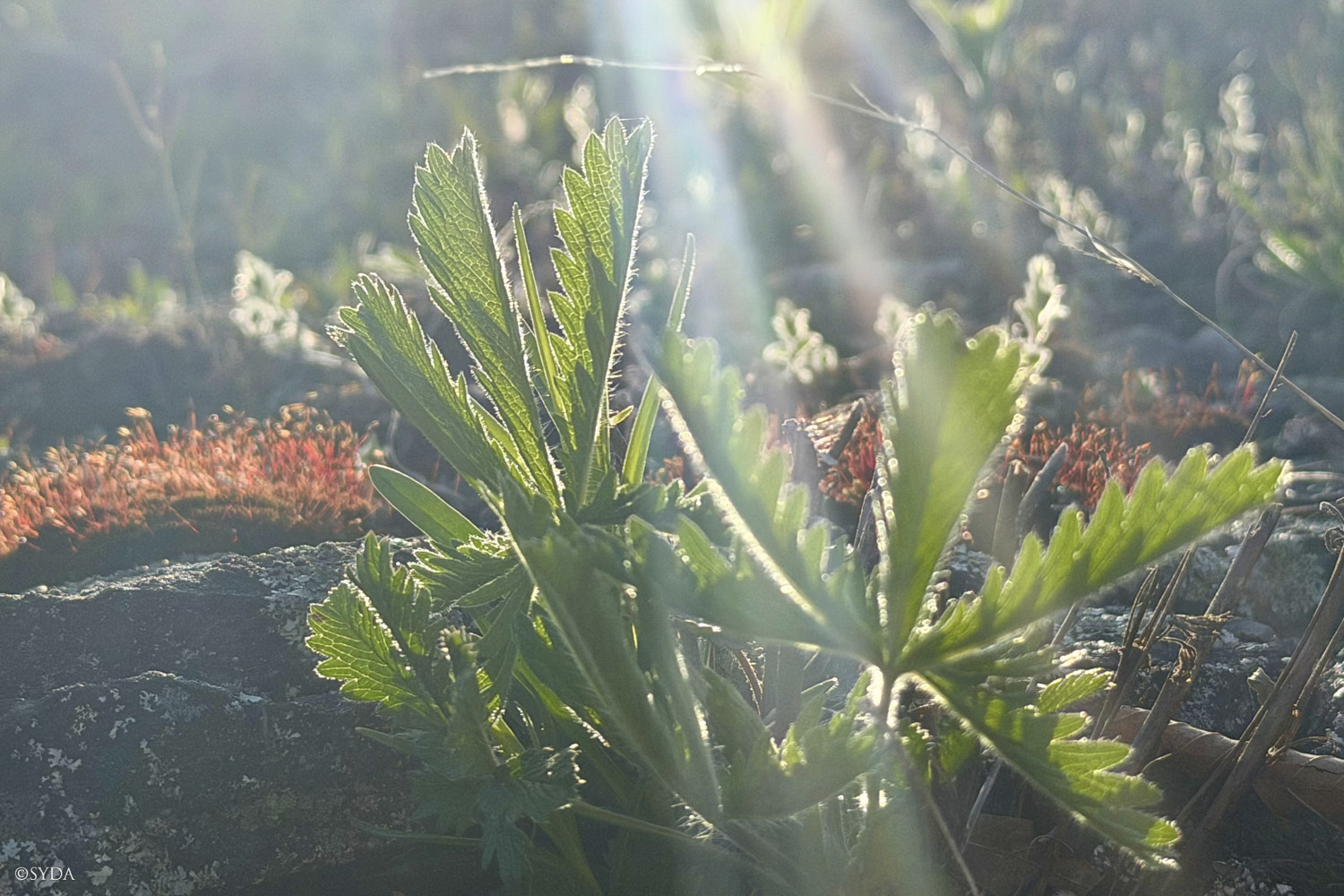 Nature Image