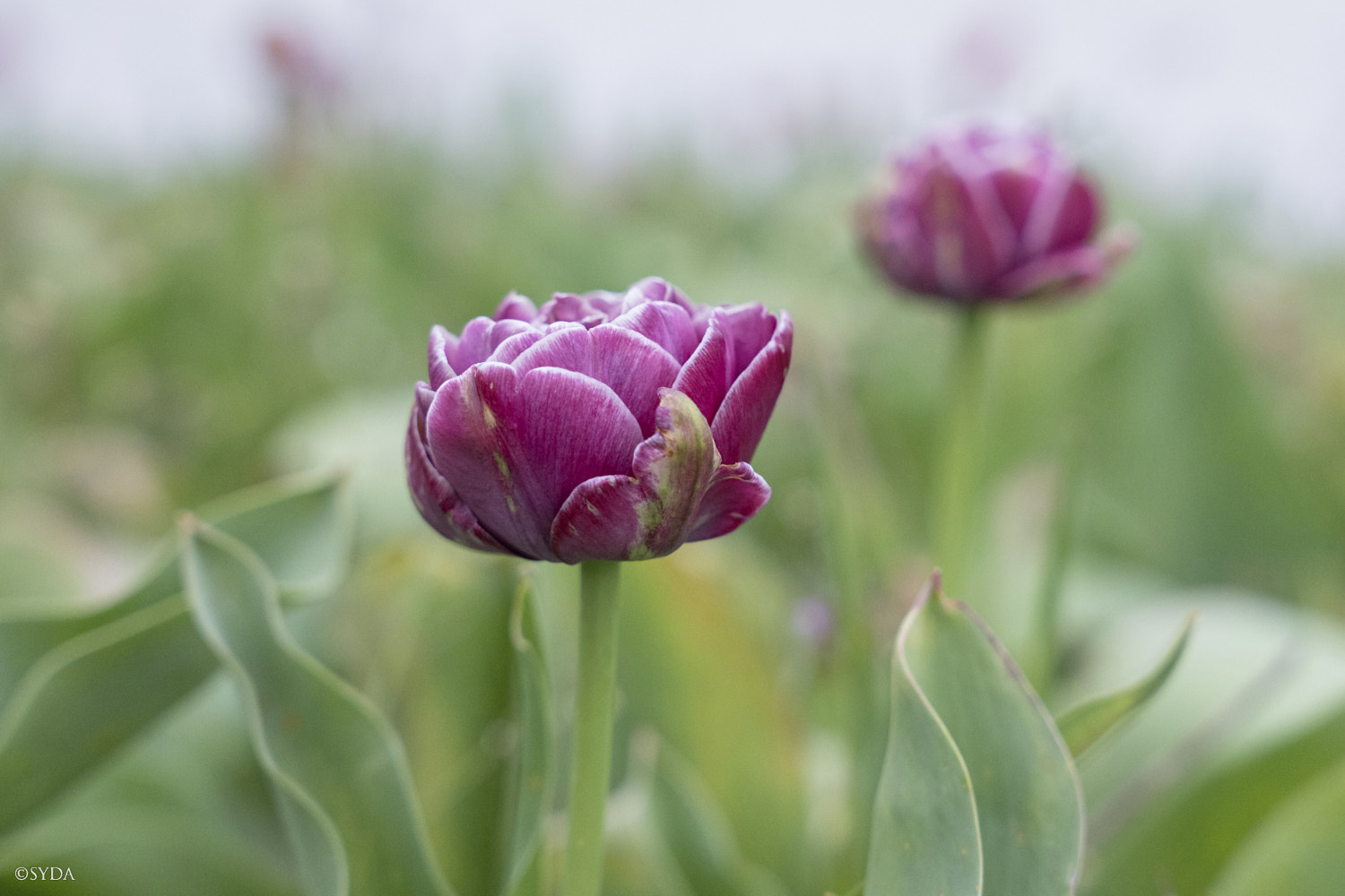 Nature Image