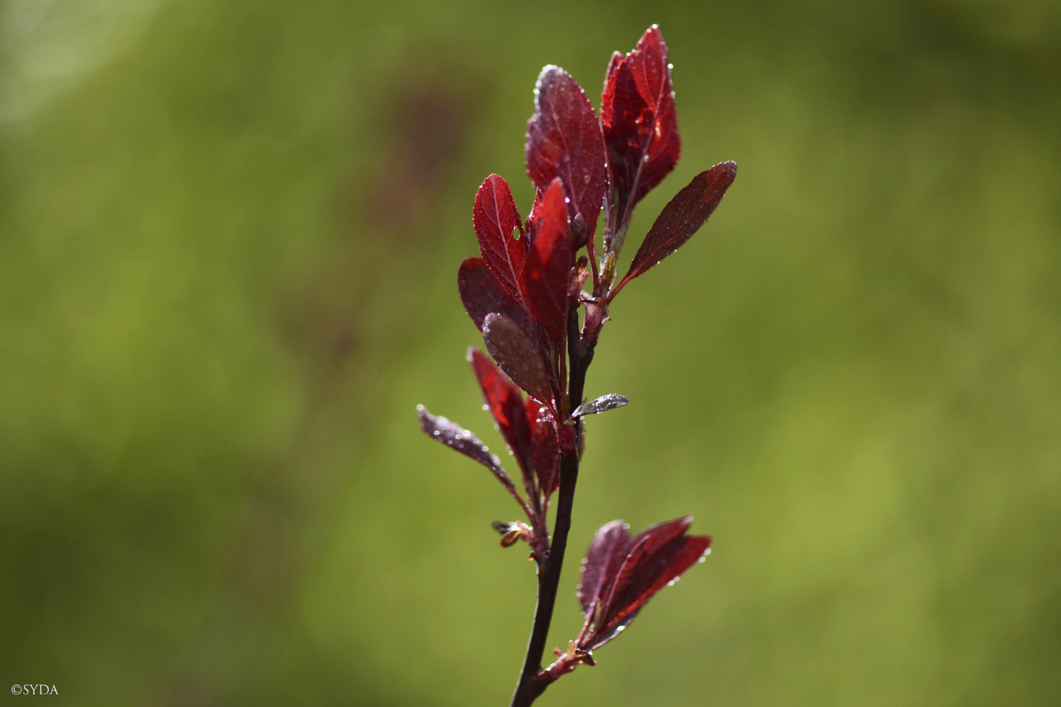 Nature Image