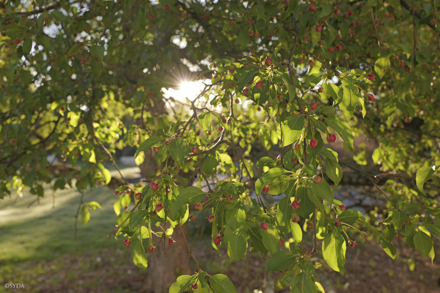 Nature Image