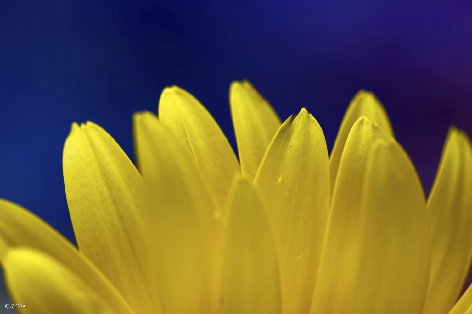 Nature Image