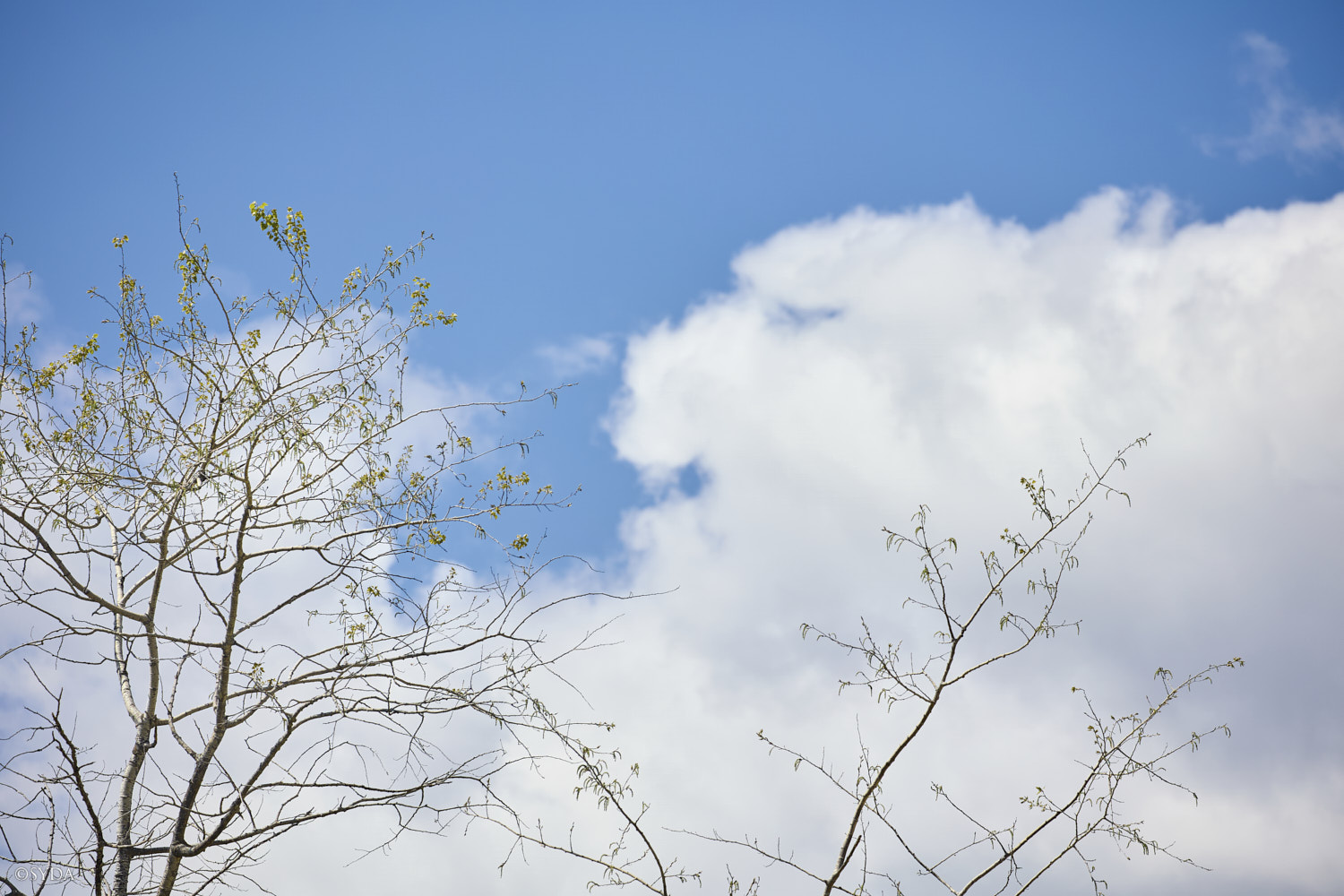 Nature Image