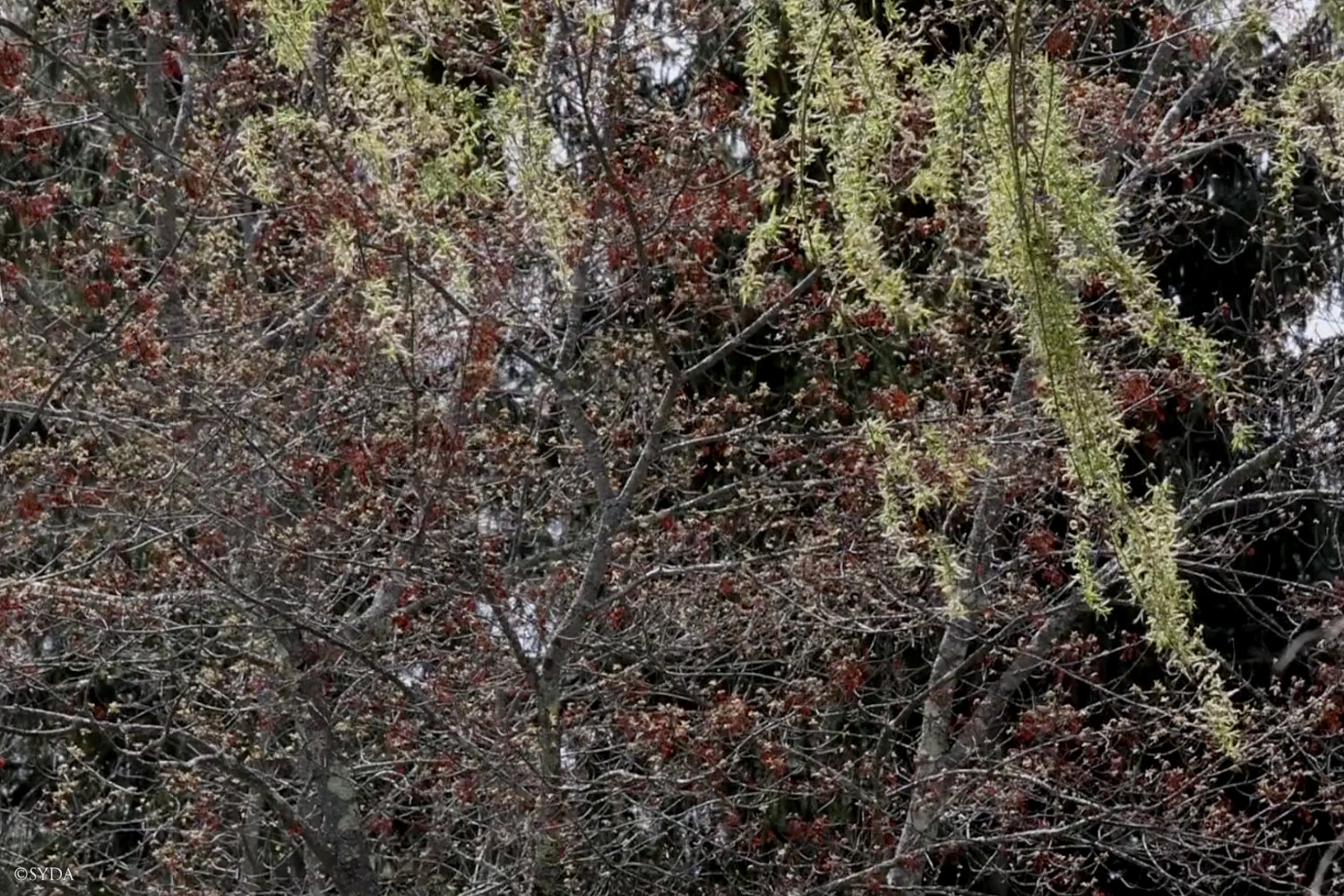 Nature Image