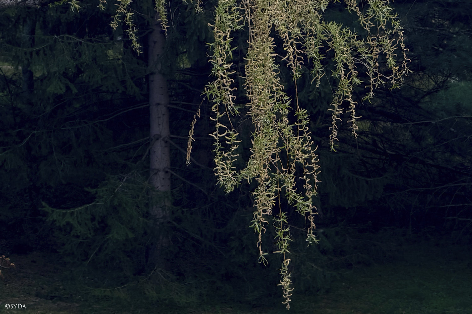 Nature Image