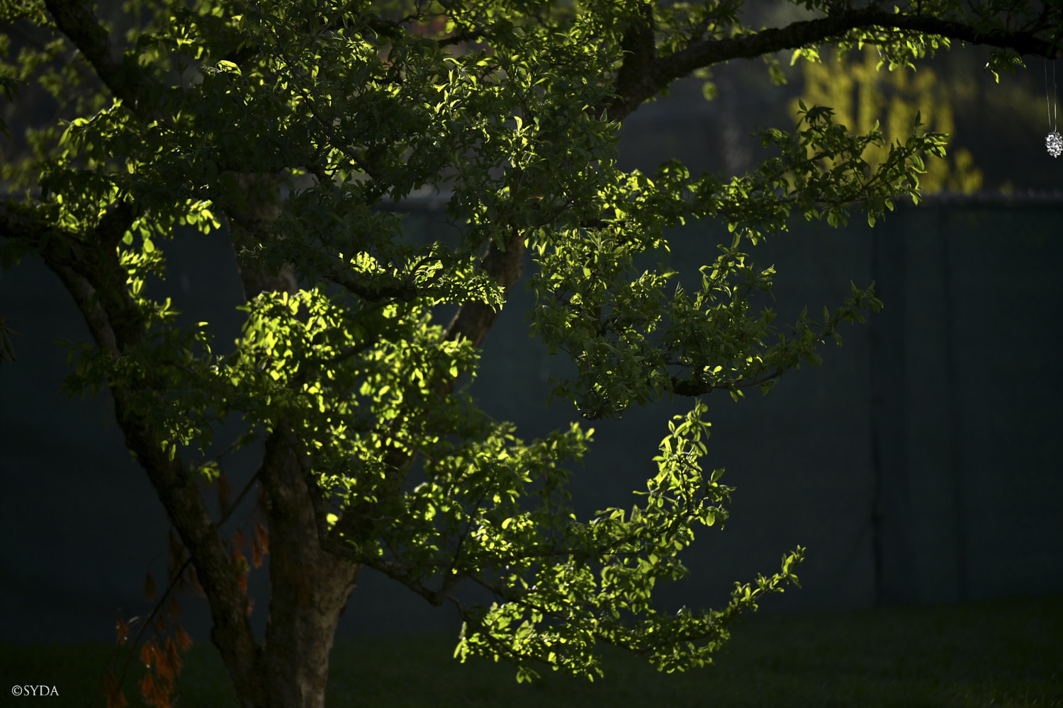 Nature Image