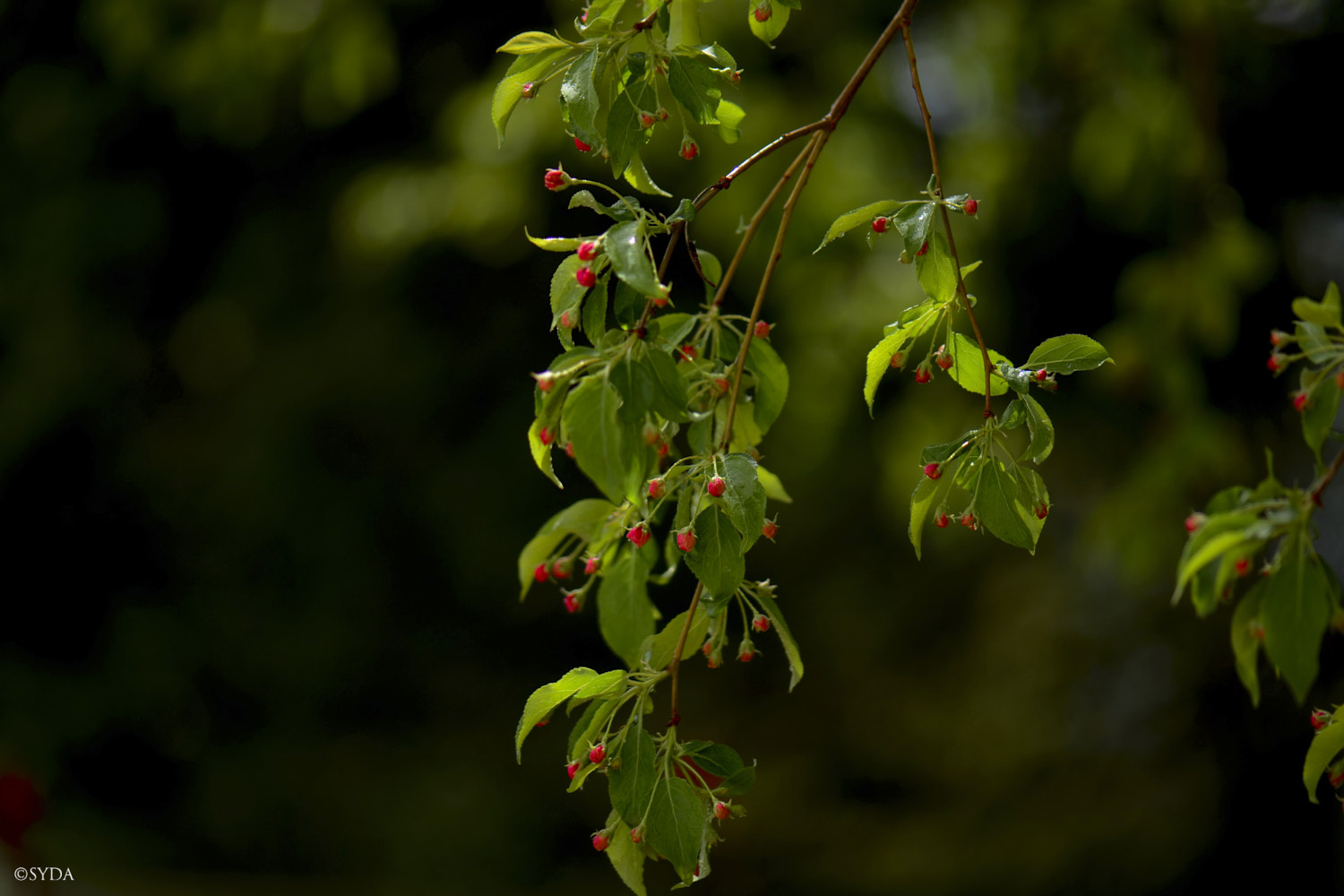 Nature Image