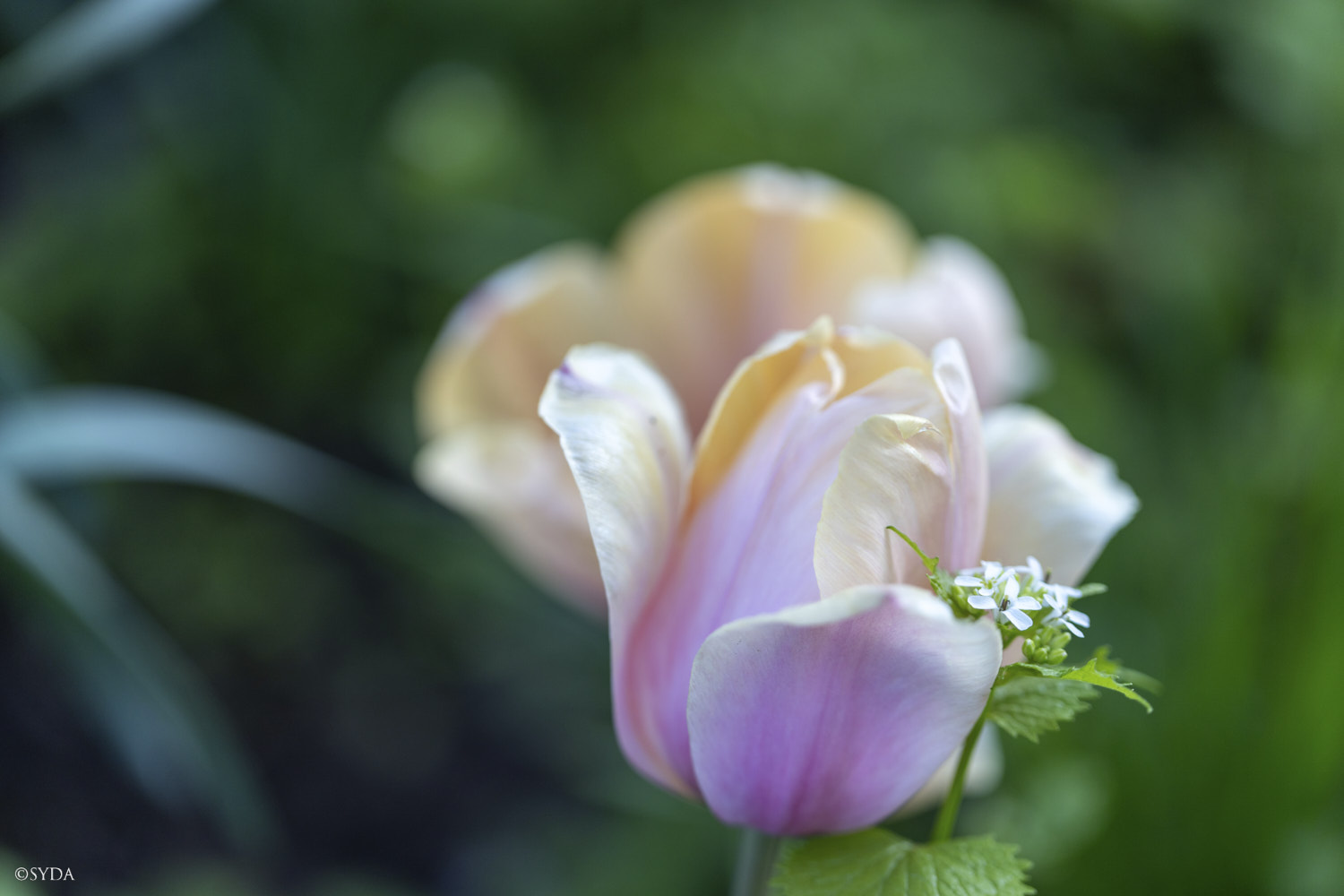 Nature Image