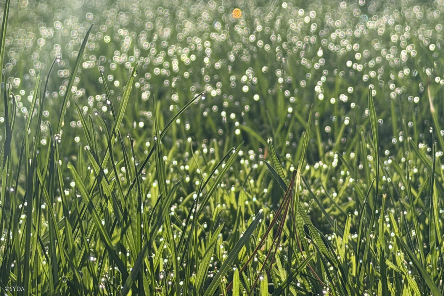 Nature Image