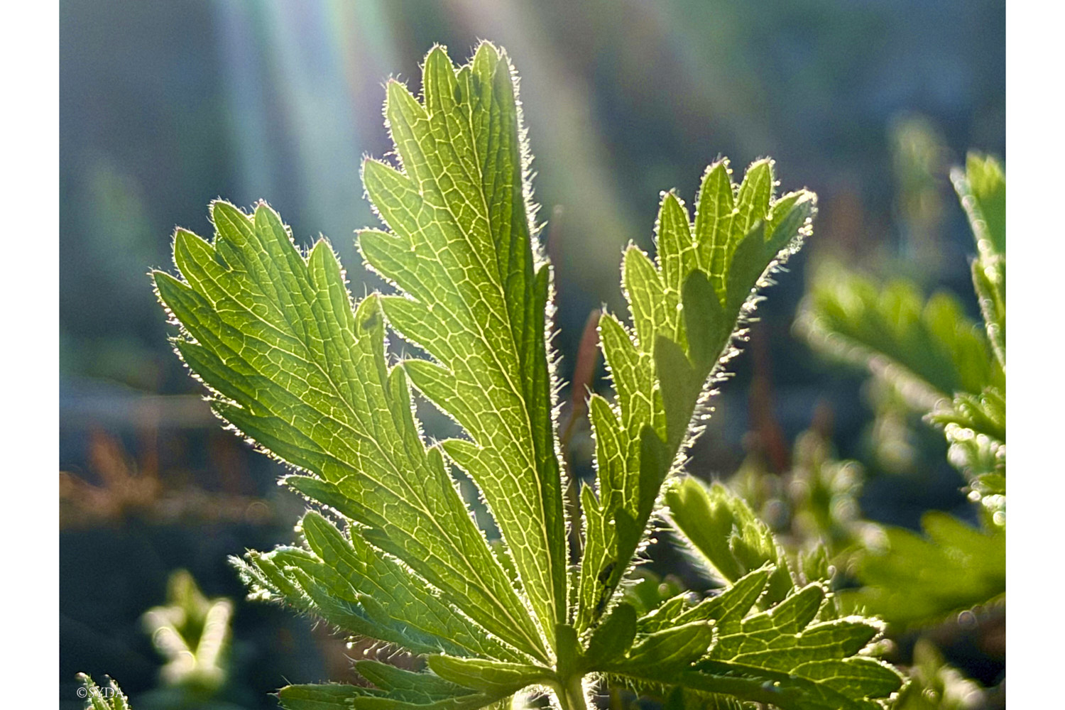 Nature Image
