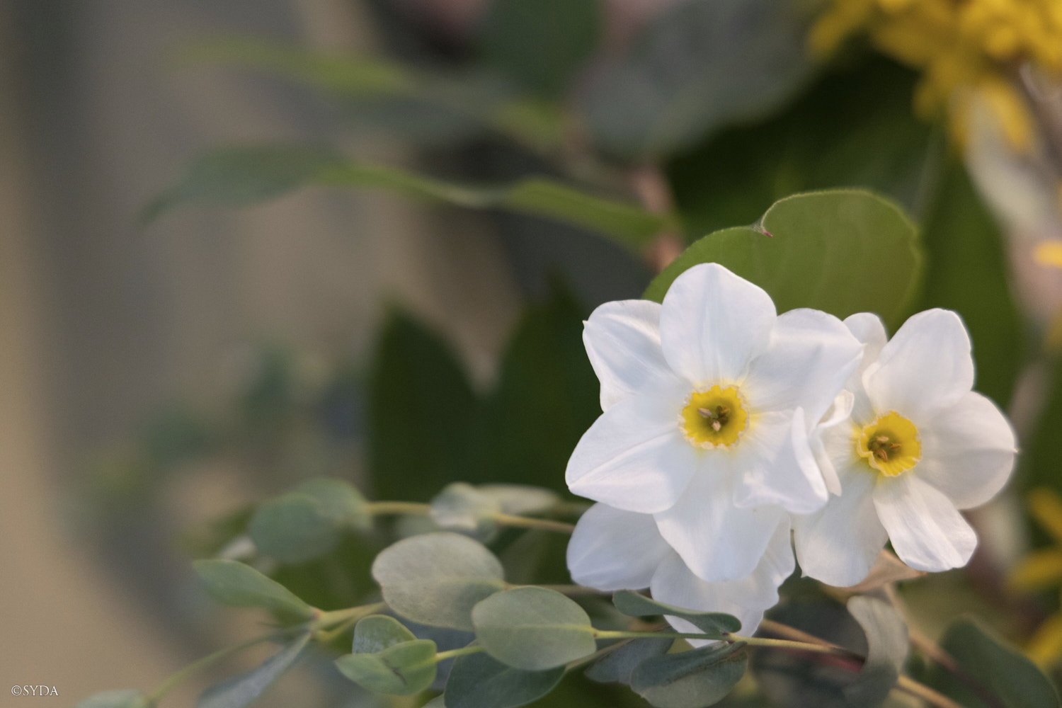 Nature Image