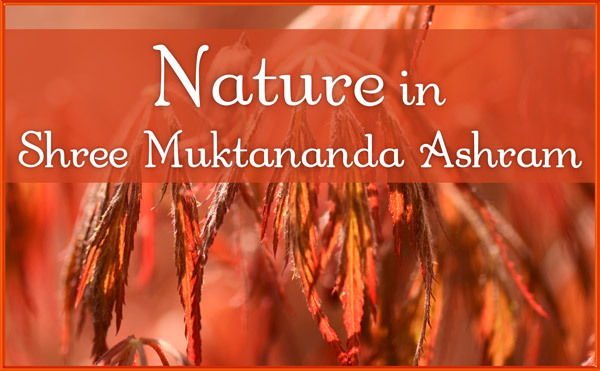 Nature in May in Shree Muktananda Ashram