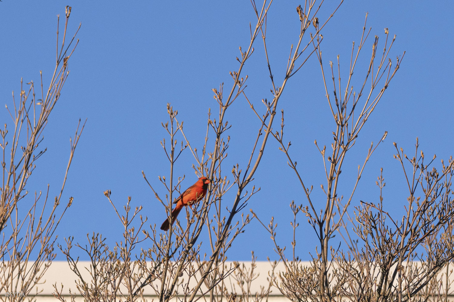 Nature Image