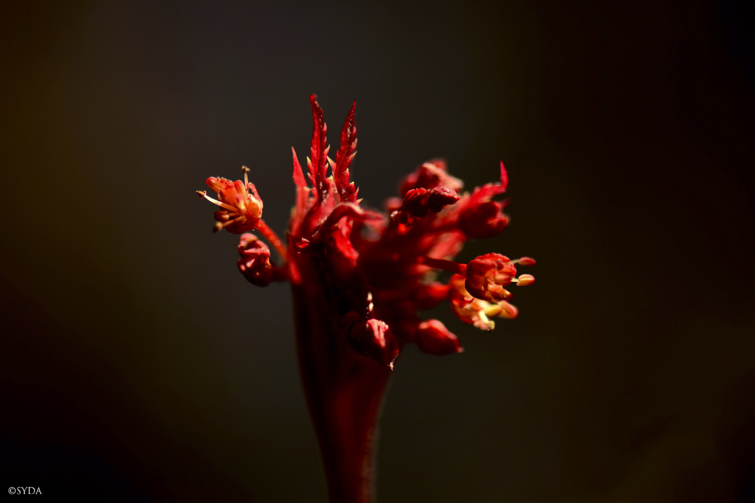 Nature Image