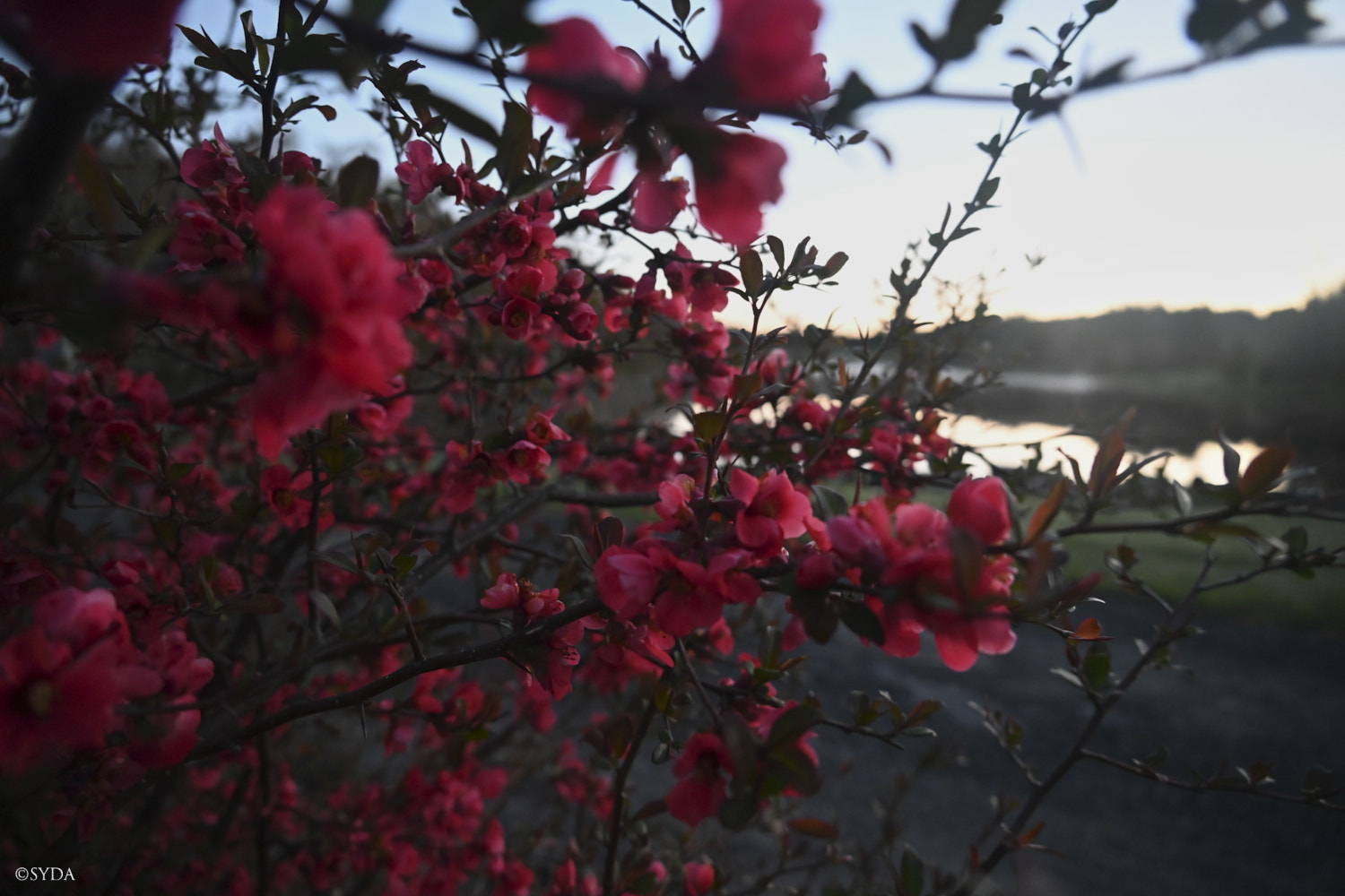 Nature Image
