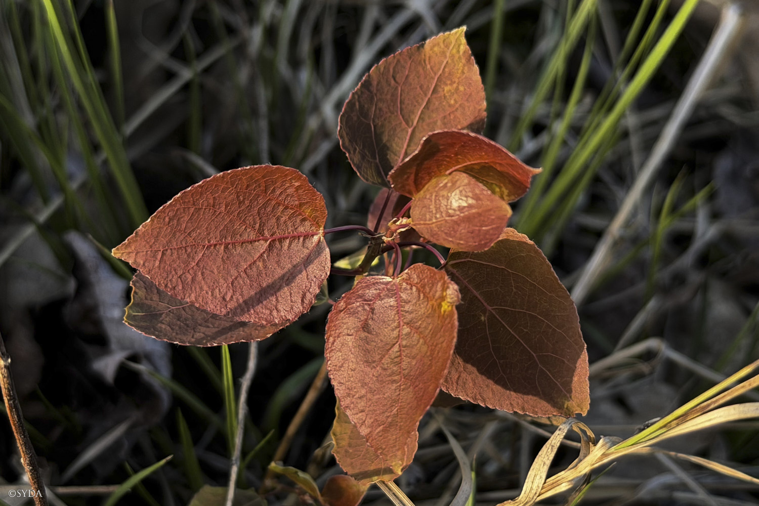 Nature Image