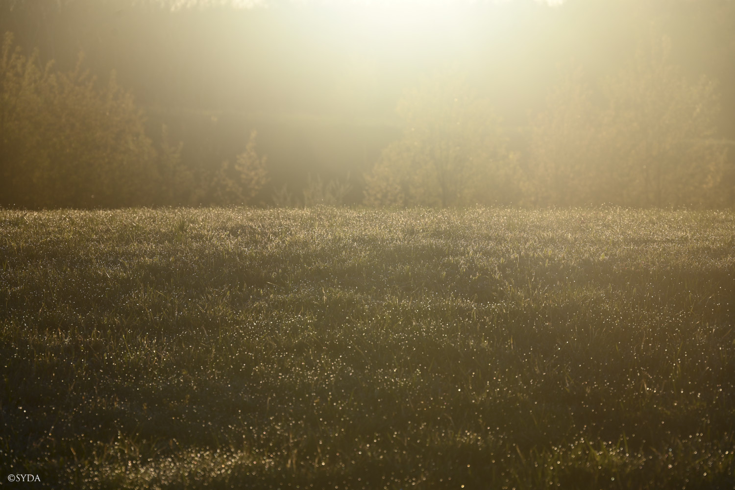 Nature Image