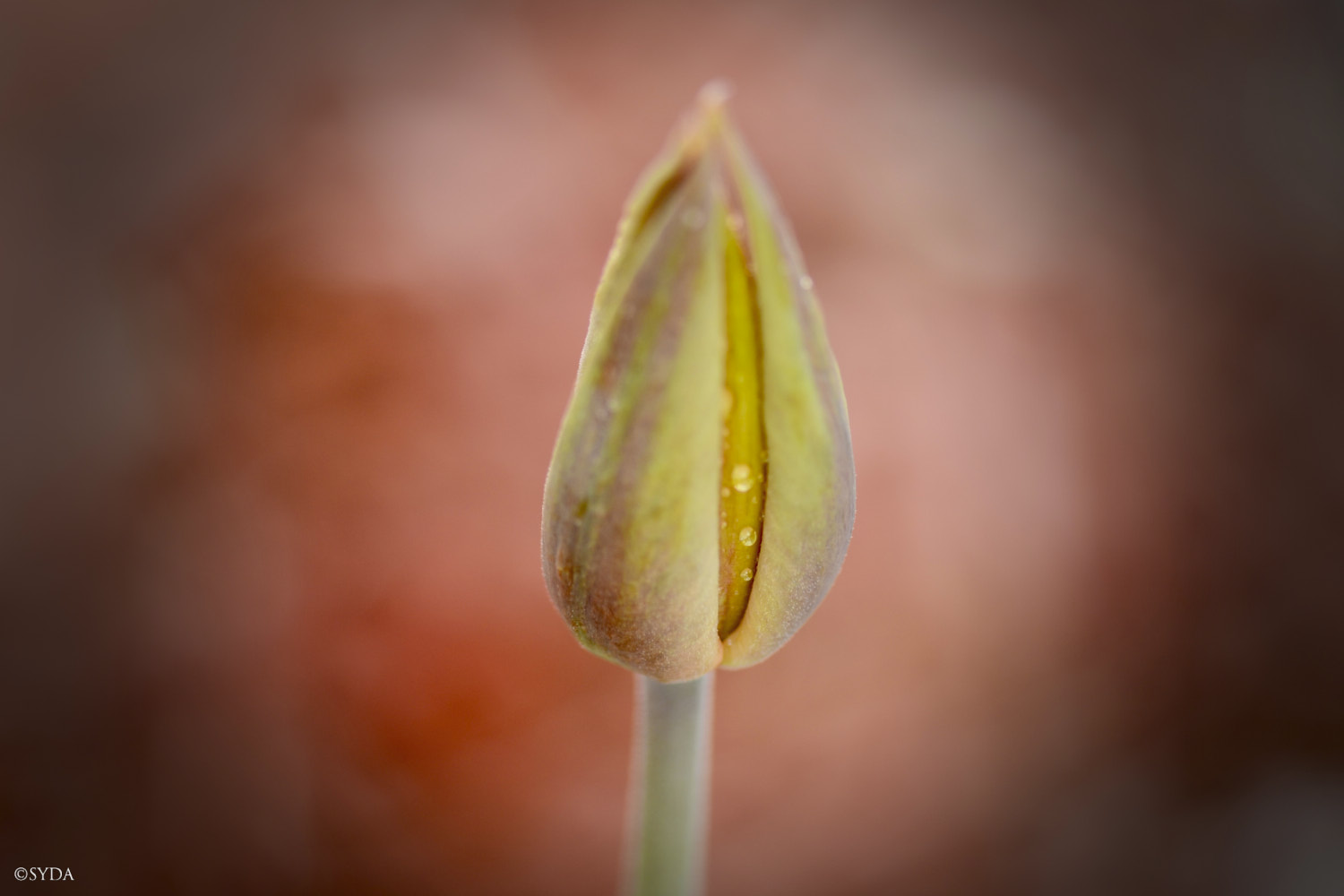 Nature Image
