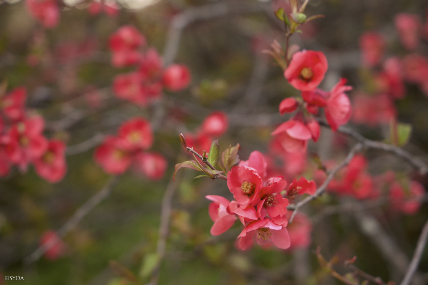 Nature Image
