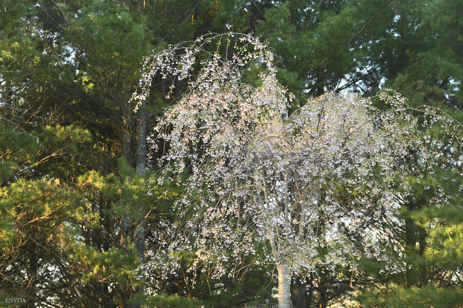 Nature Image