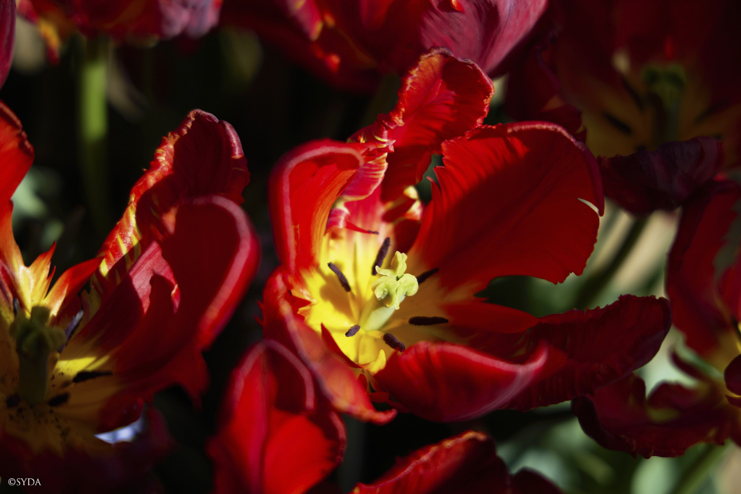 Nature Image