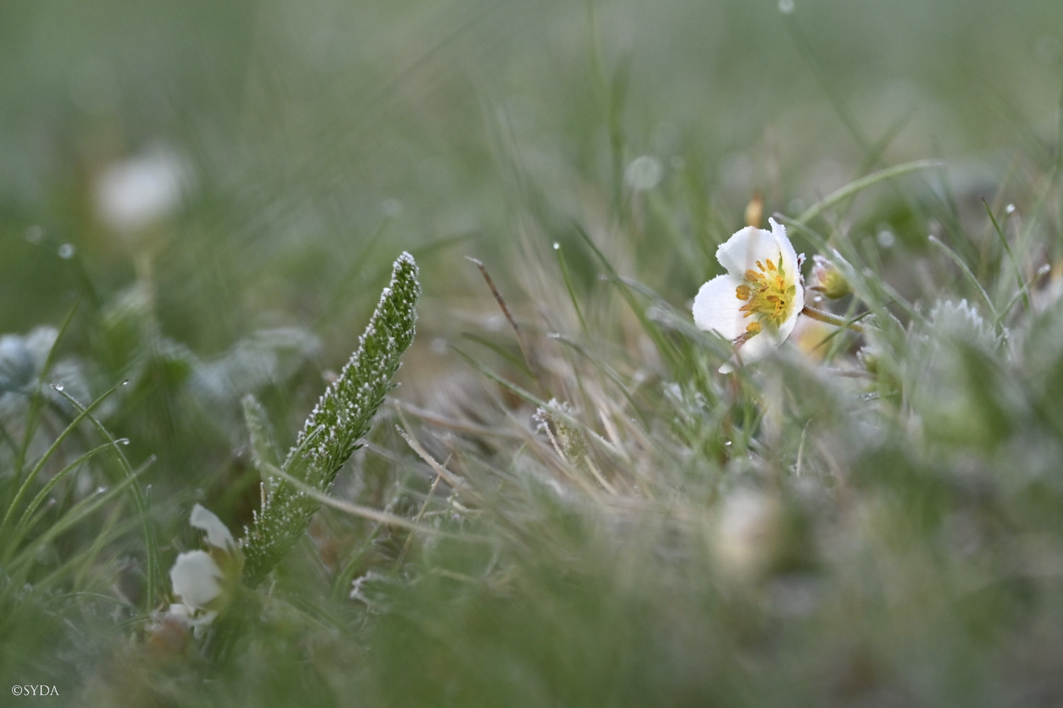 Nature Image