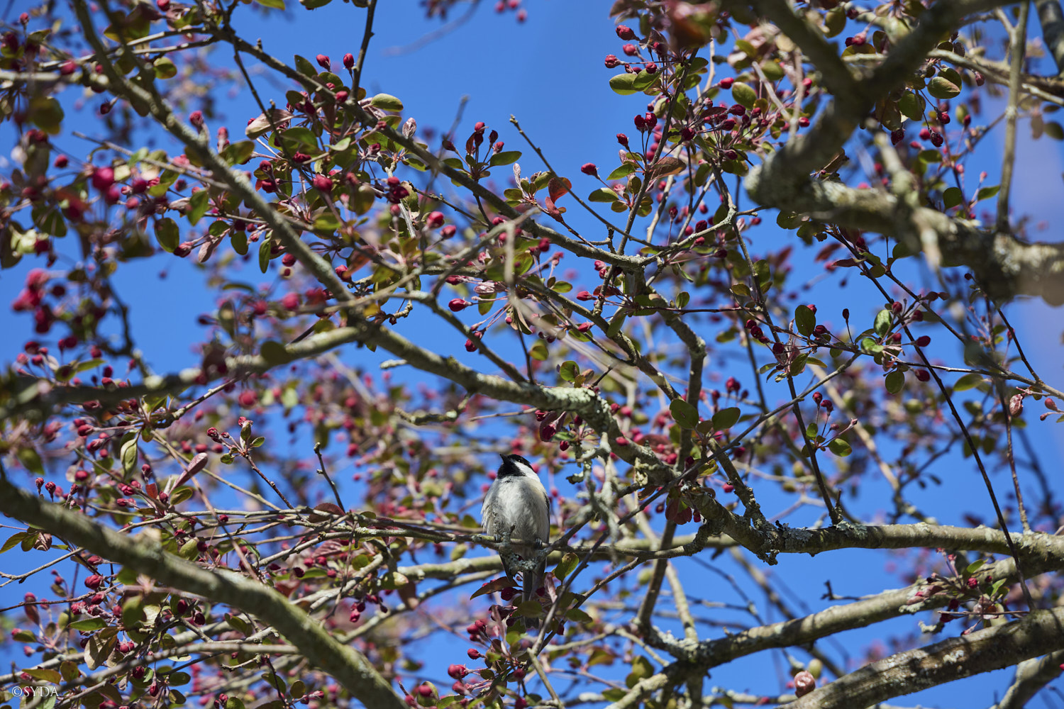 Nature Image