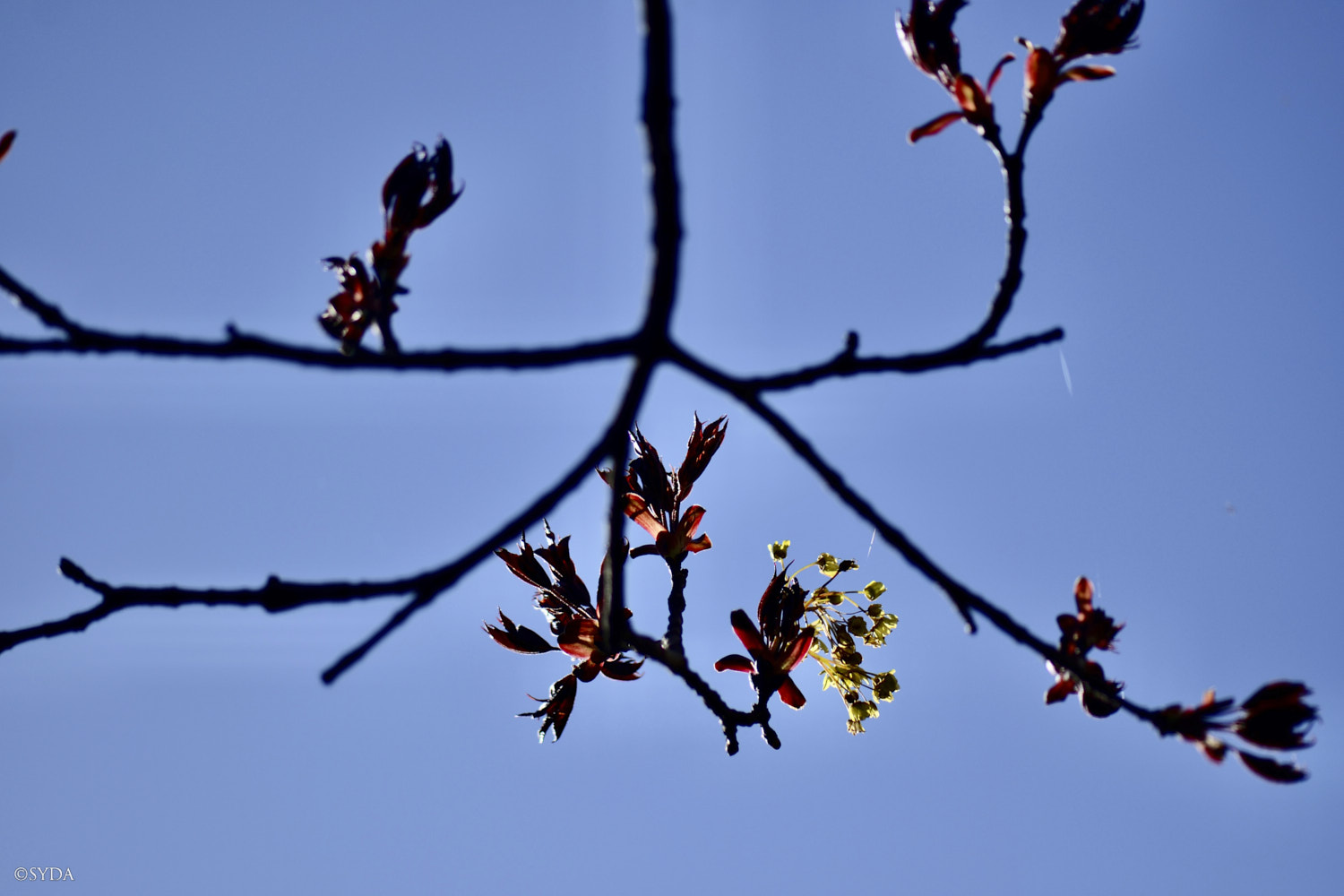 Nature Image