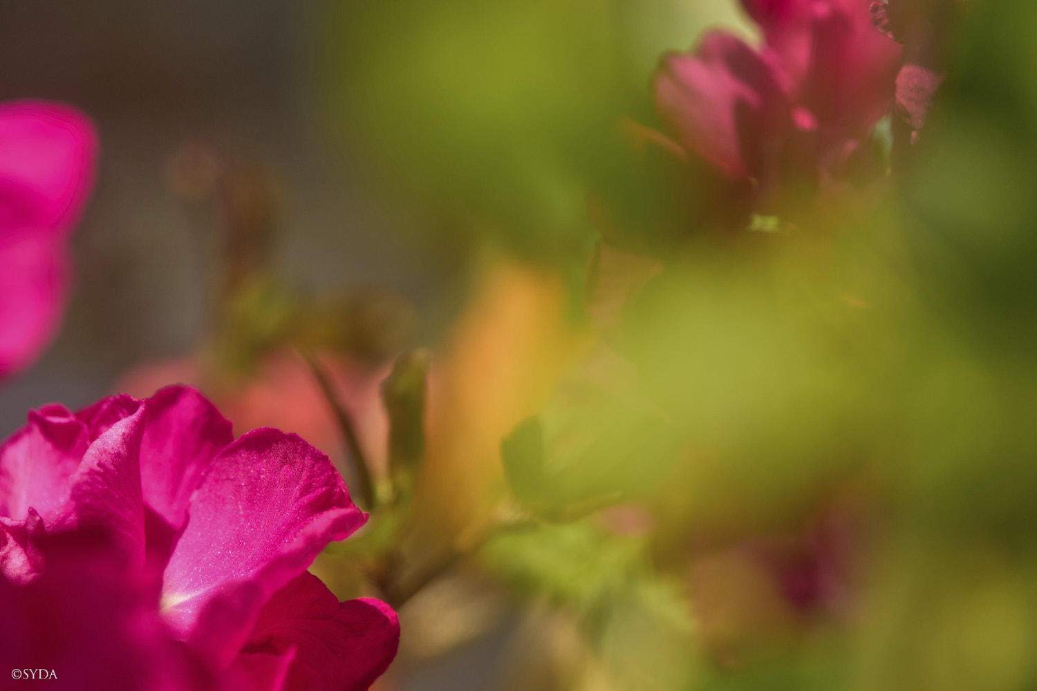 Nature Image