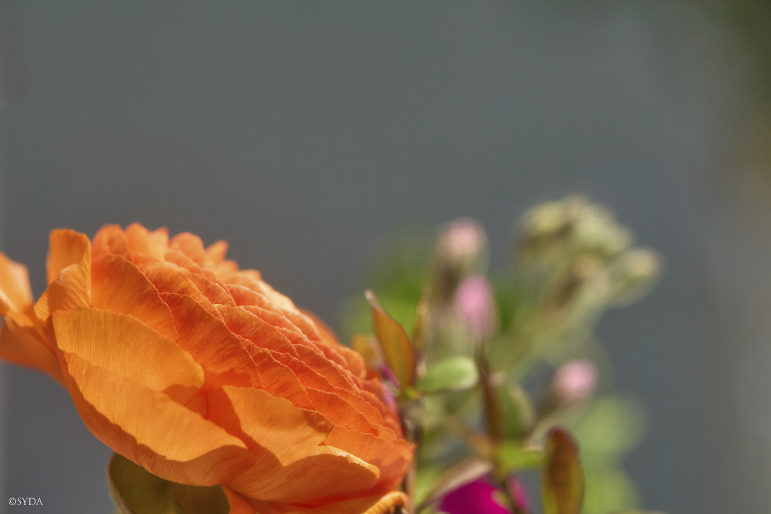 Nature Image