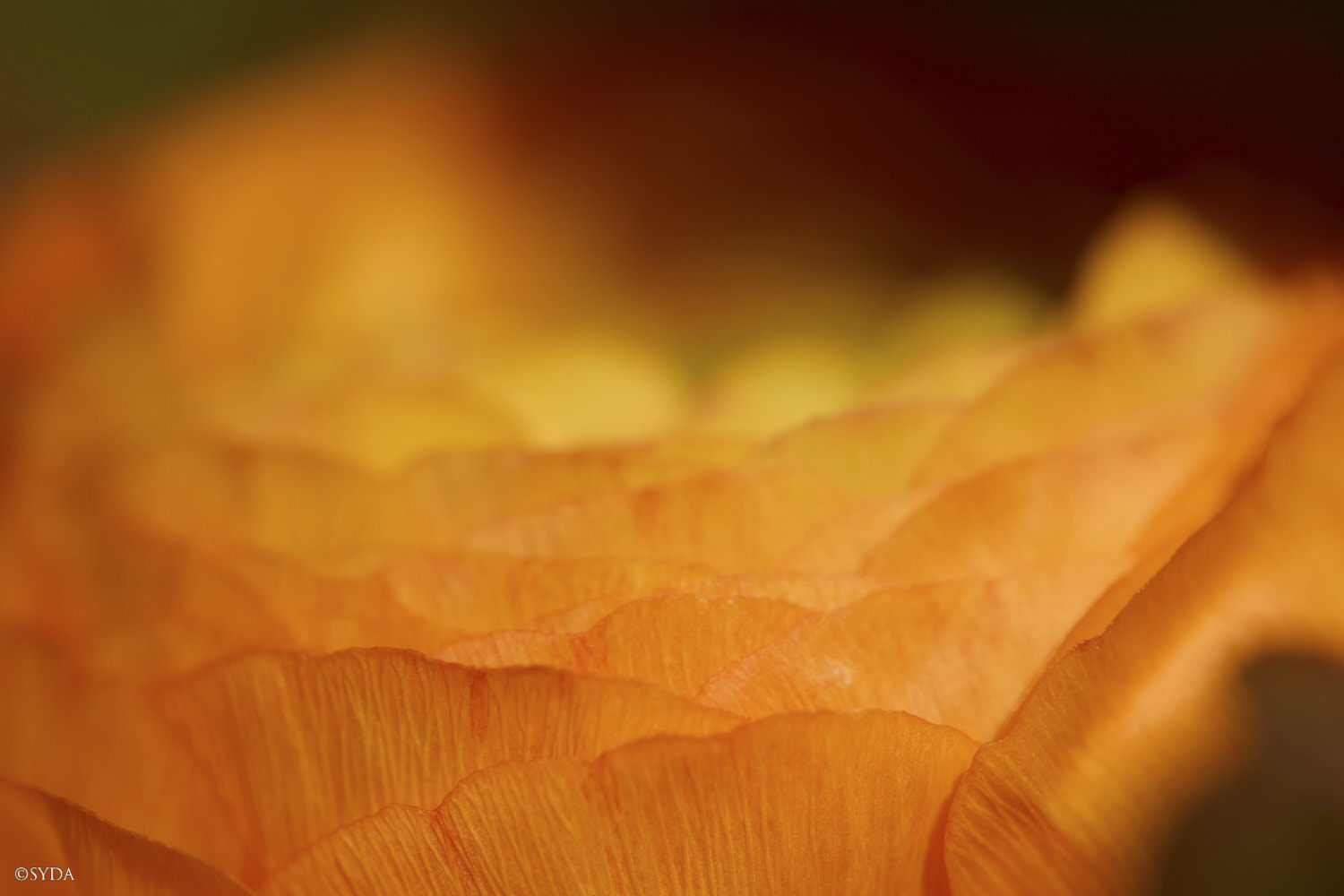 Nature Image